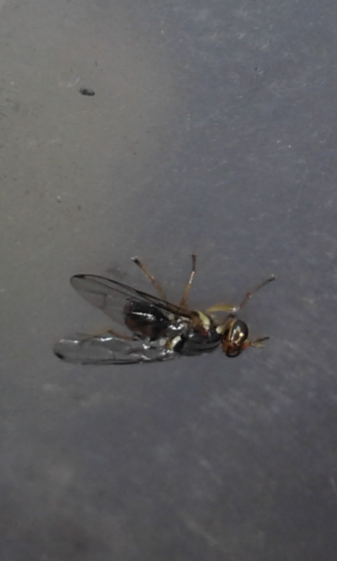 Tephritidae : Bactrocera oleae?